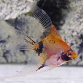 Pt.scalare   Maanvis red devil  SM